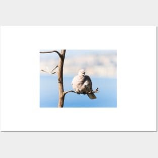 Eurasian Collared Dove Posters and Art